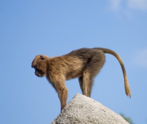 Affe auf Stein